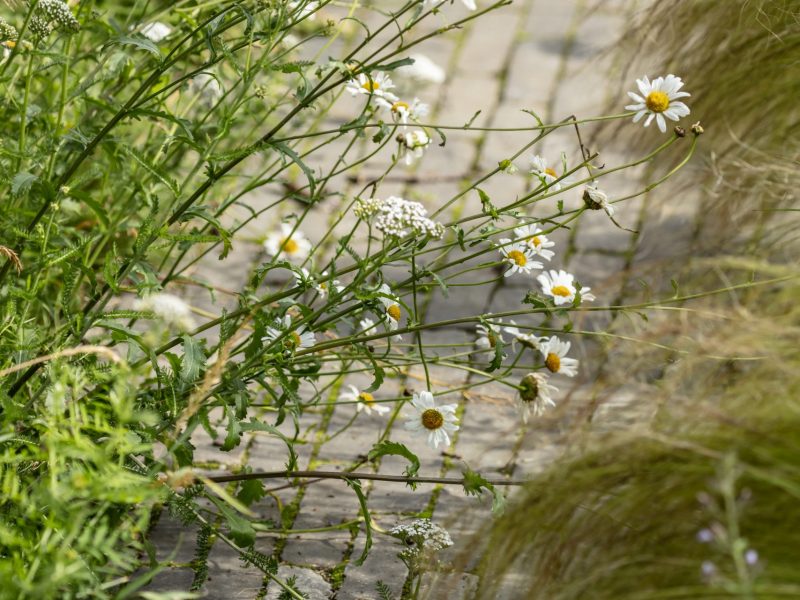 marcuspeel_1534_0030